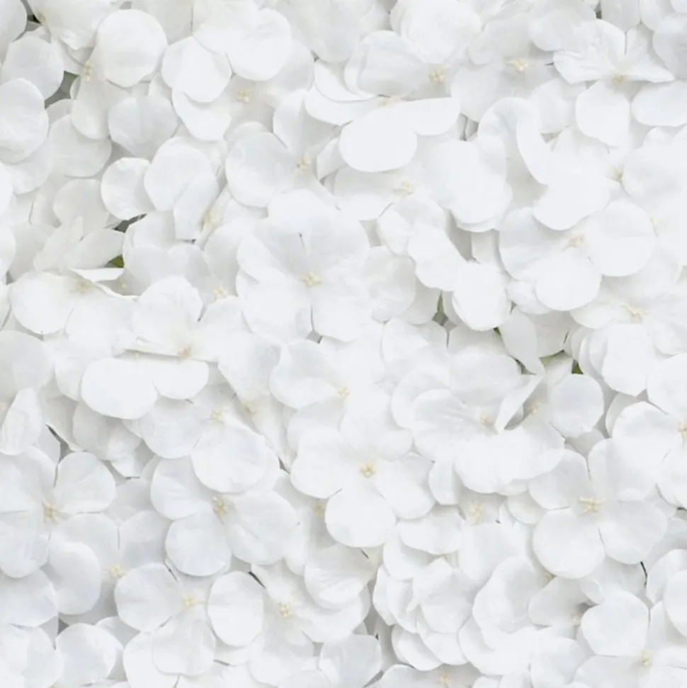 Backdrop Hortensia Vit