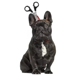 Halloween Props för Hund