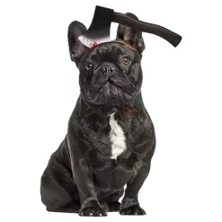 Halloween Props för Hund