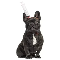 Halloween Props för Hund